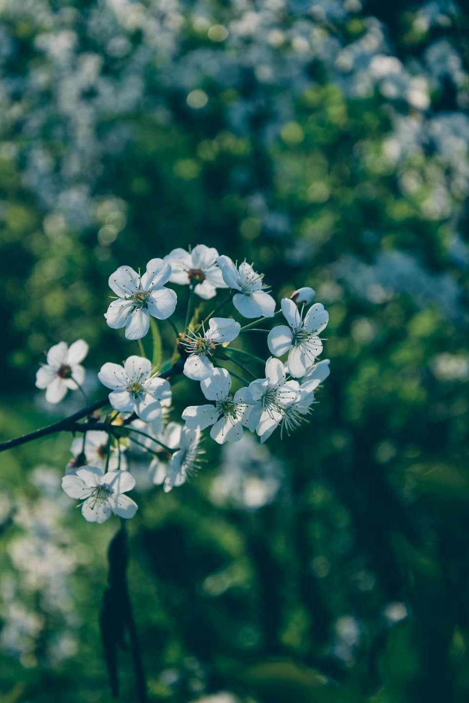 White blossoms with yellow stamens grow on a thin branch.