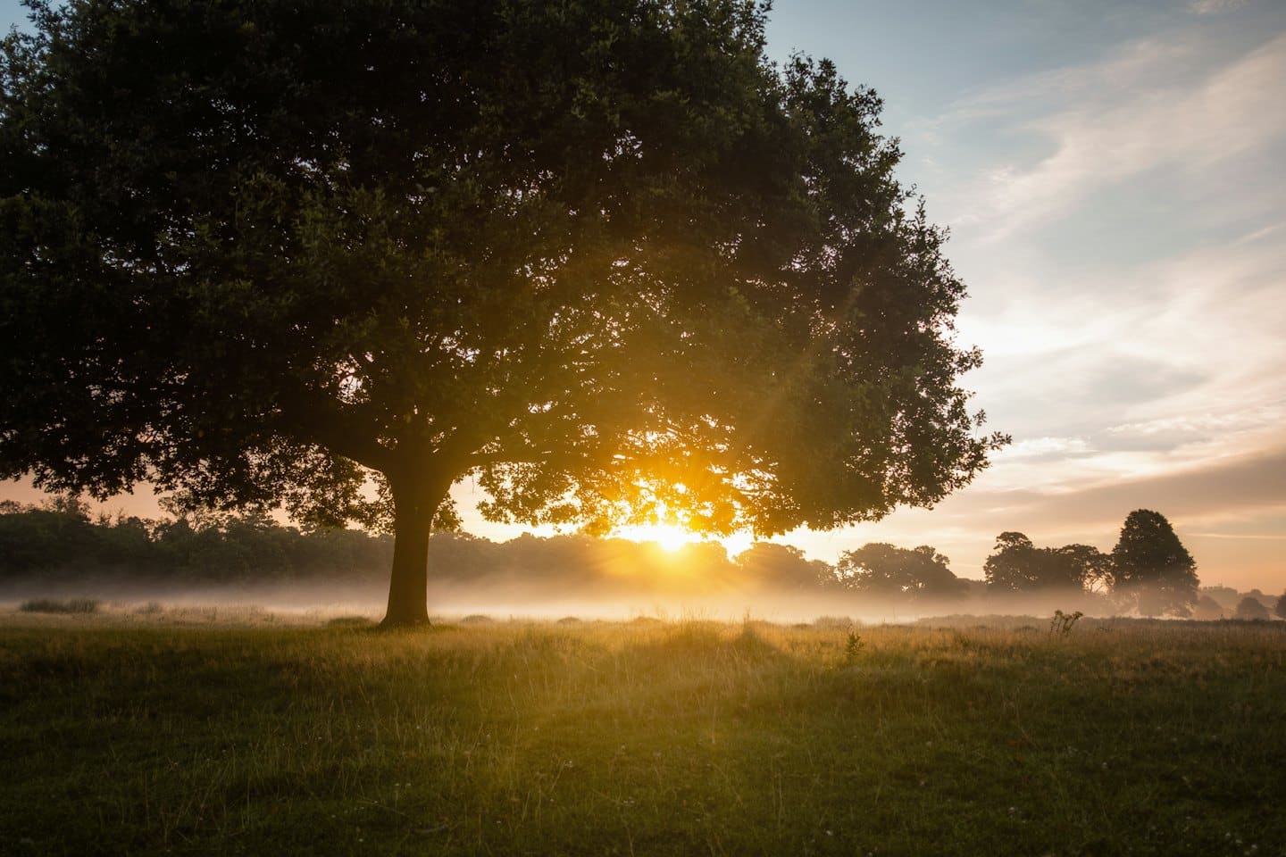 Misty sunrise illuminates a large oak tree in a grassy field.