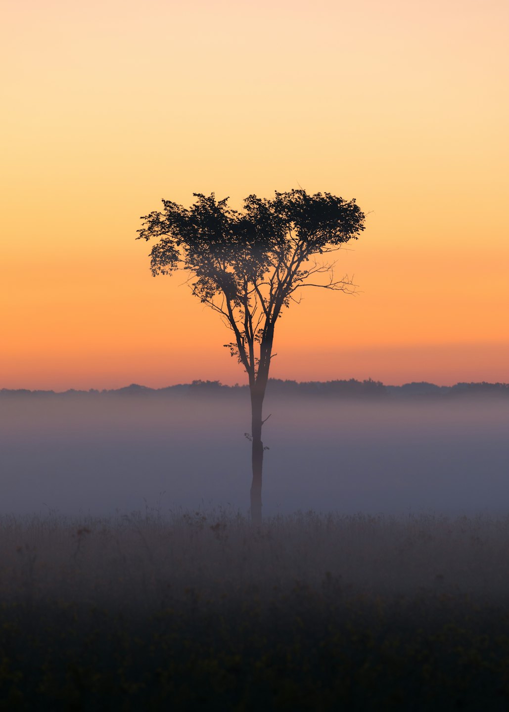 Silhouetted tree in a misty field at sunrise or sunset.