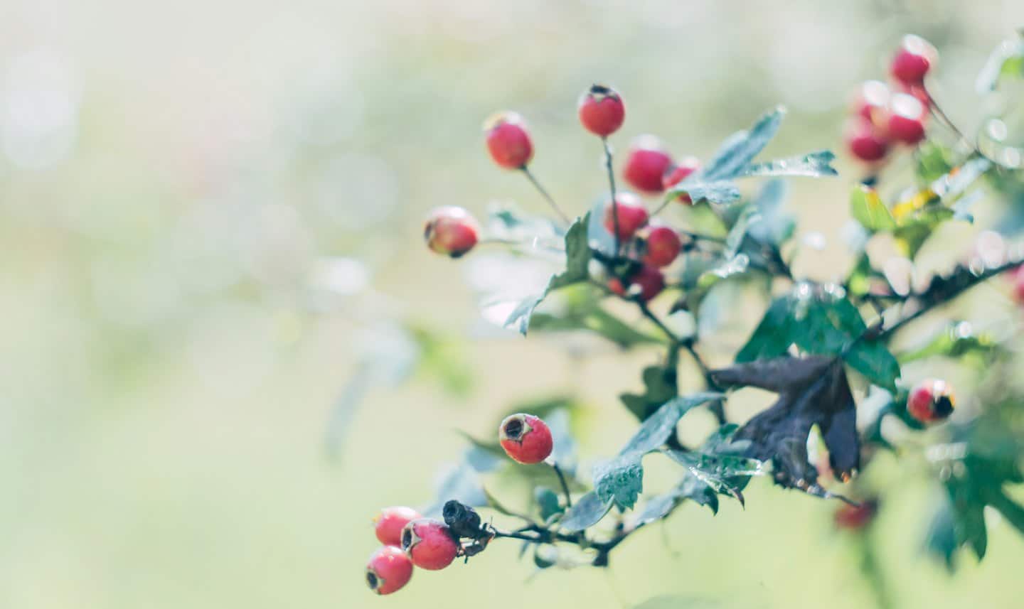 Red hawthorn berries growing on a green leafy branch.