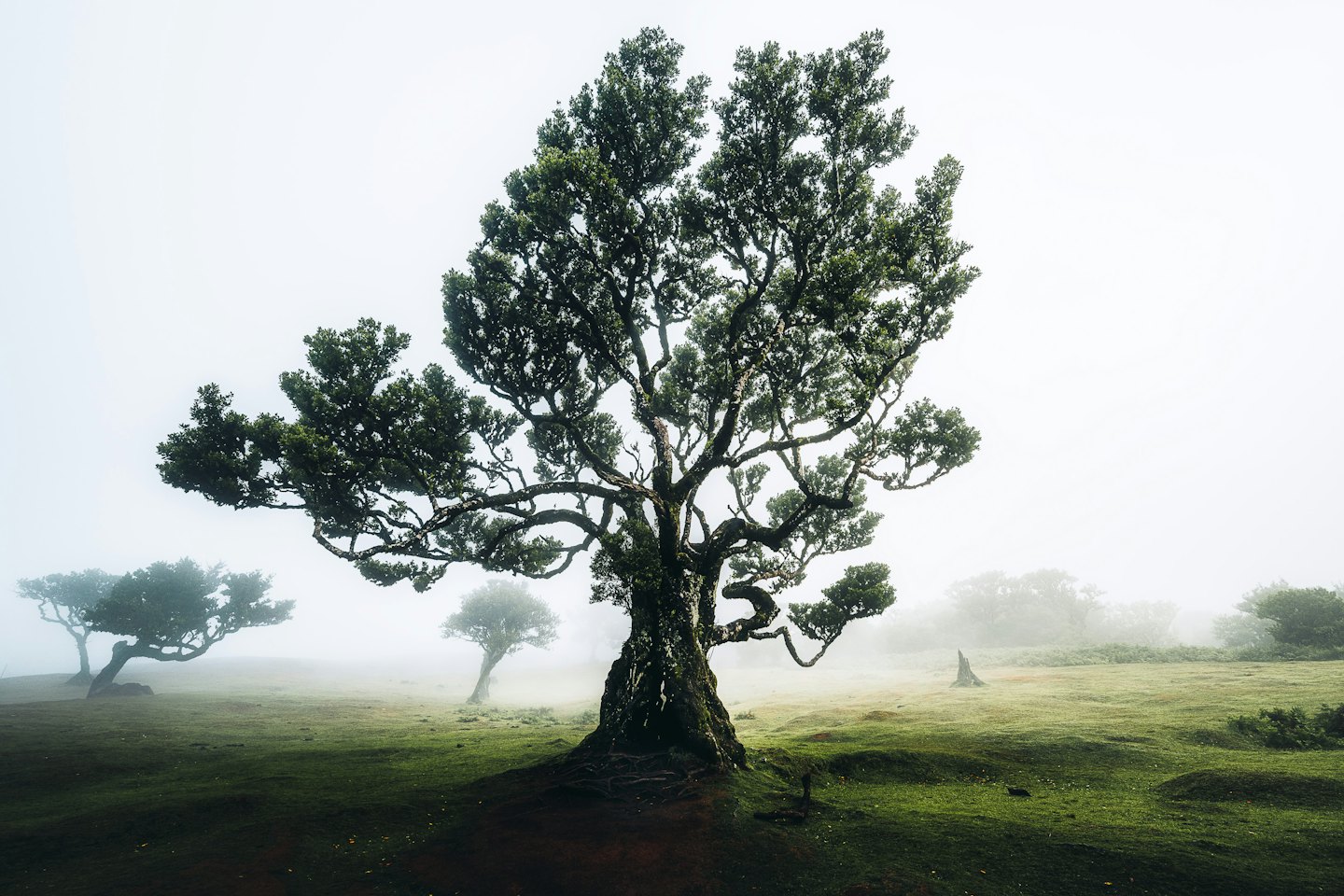 An ancient gnarled tree stands in a misty forest.