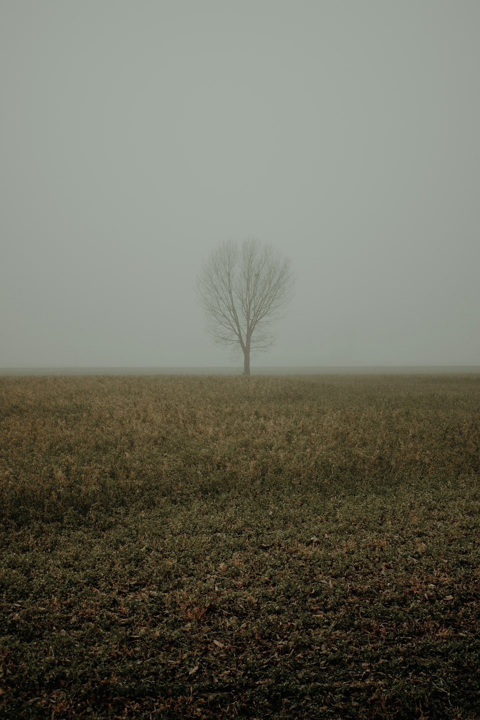 A lone leafless tree stands in an expansive open field.