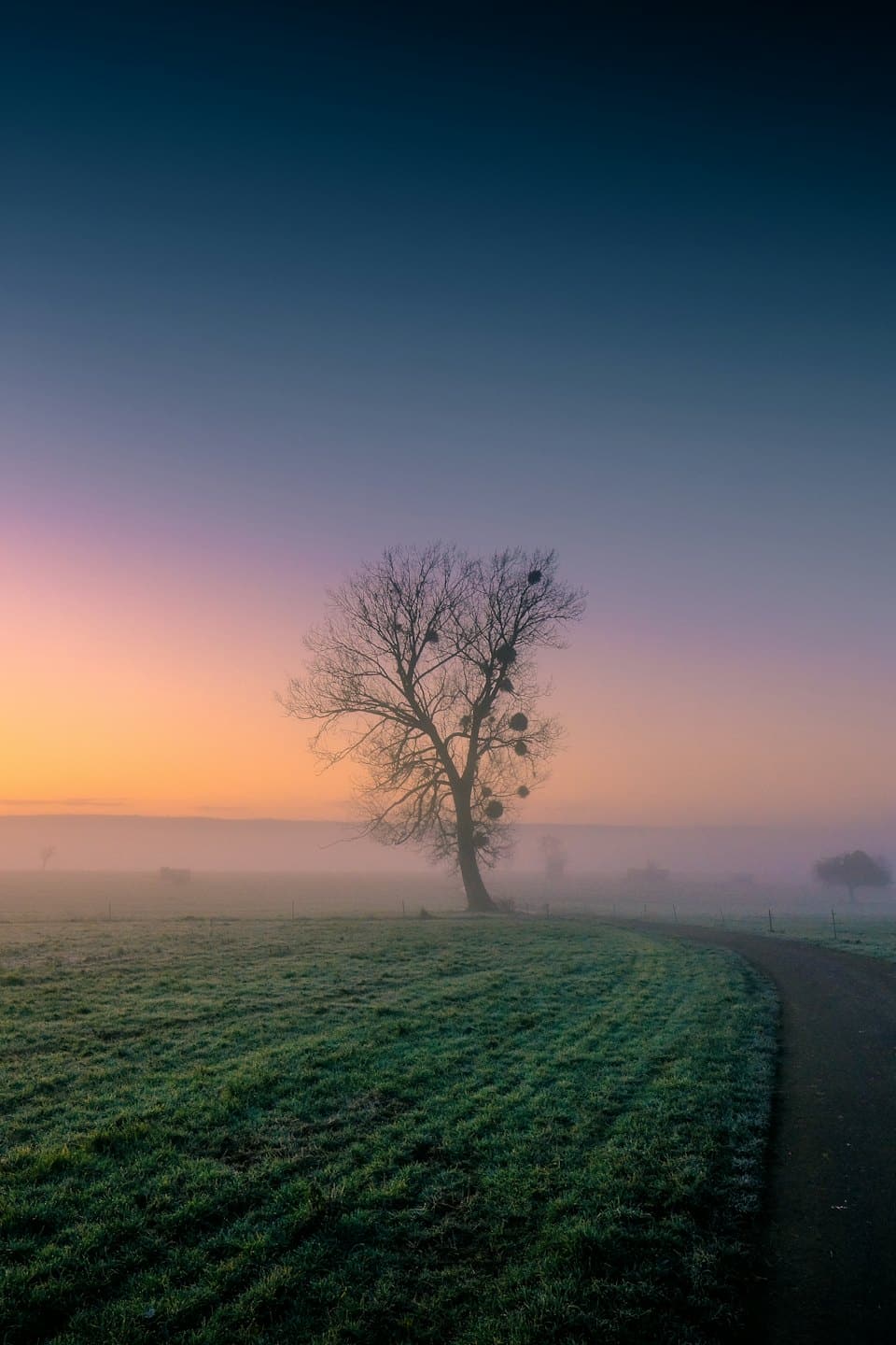 Tree covered in mistletoe in a misty field at dawn.