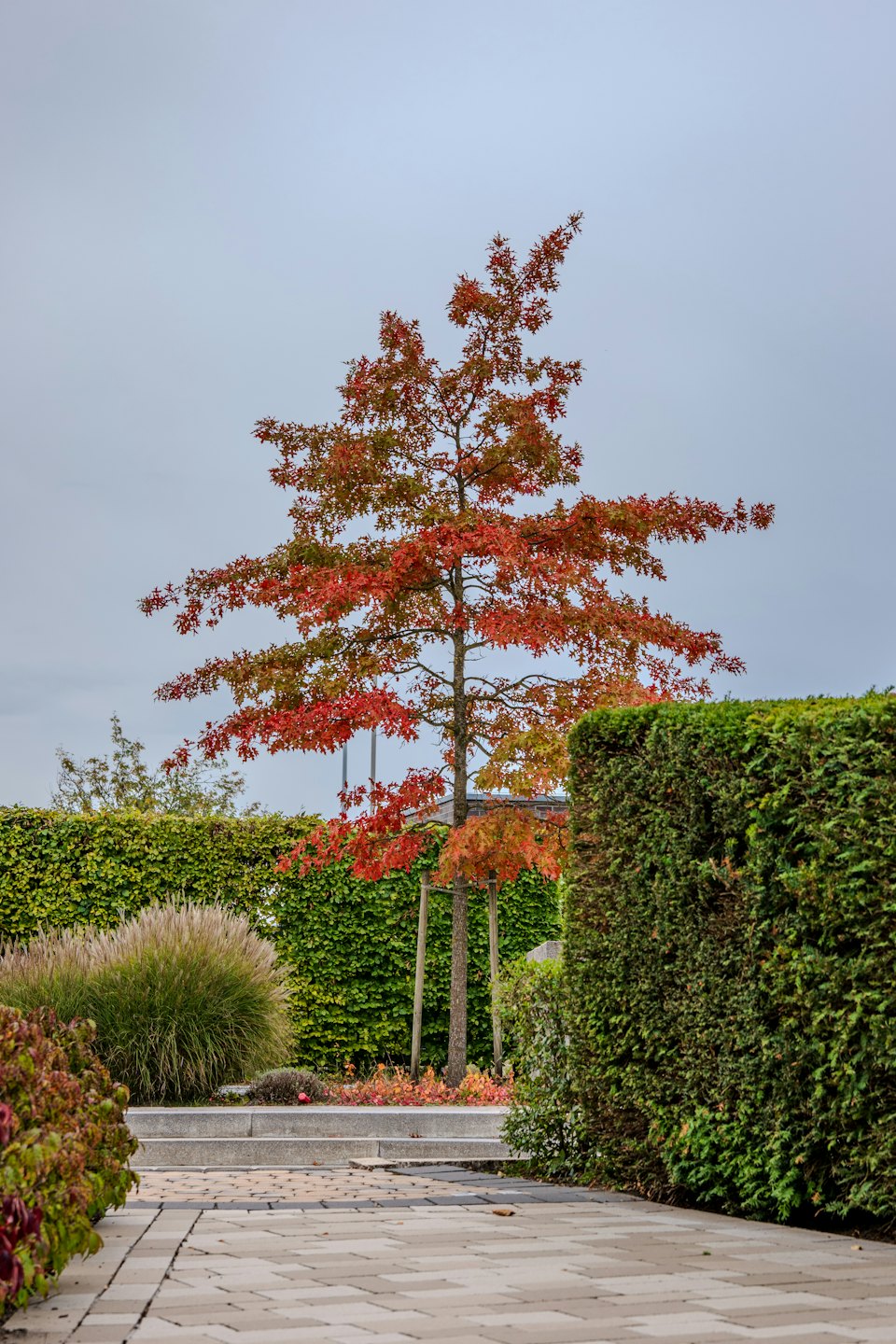 A red and orange maple tree sits in a landscaped garden.