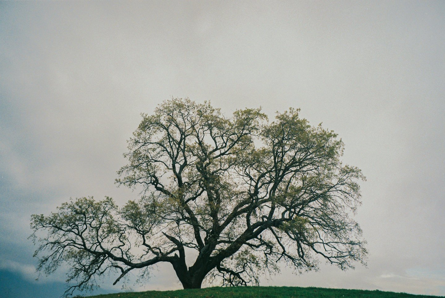 A large gnarled tree stands on a grassy hill.